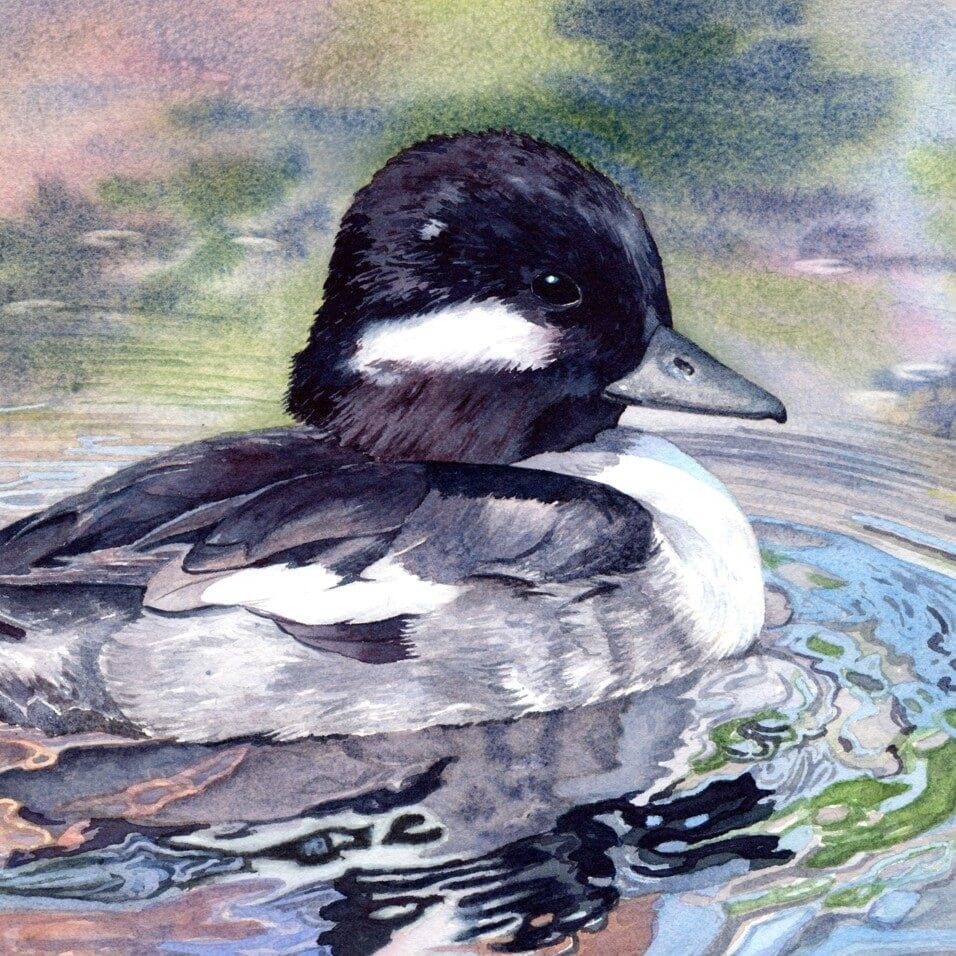 Lorraine Watry's watercolor painting of a Bufflehead duck and it's reflection on water