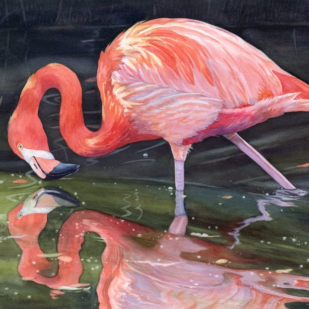 Lorraine Watry's watercolor painting of a flamingo in water and it's reflection